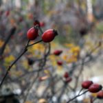 In the footsteps of Felix Vogeli, a walk along Shipka eco-trail